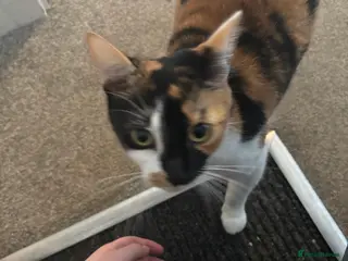 Mixed Breed cats Kittens for sale - Advert 10