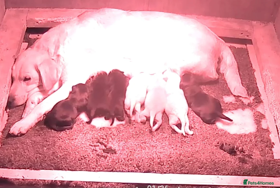 Labrador Retriever dogs for sale: Labrador puppies  in Wisbech - Advert 8