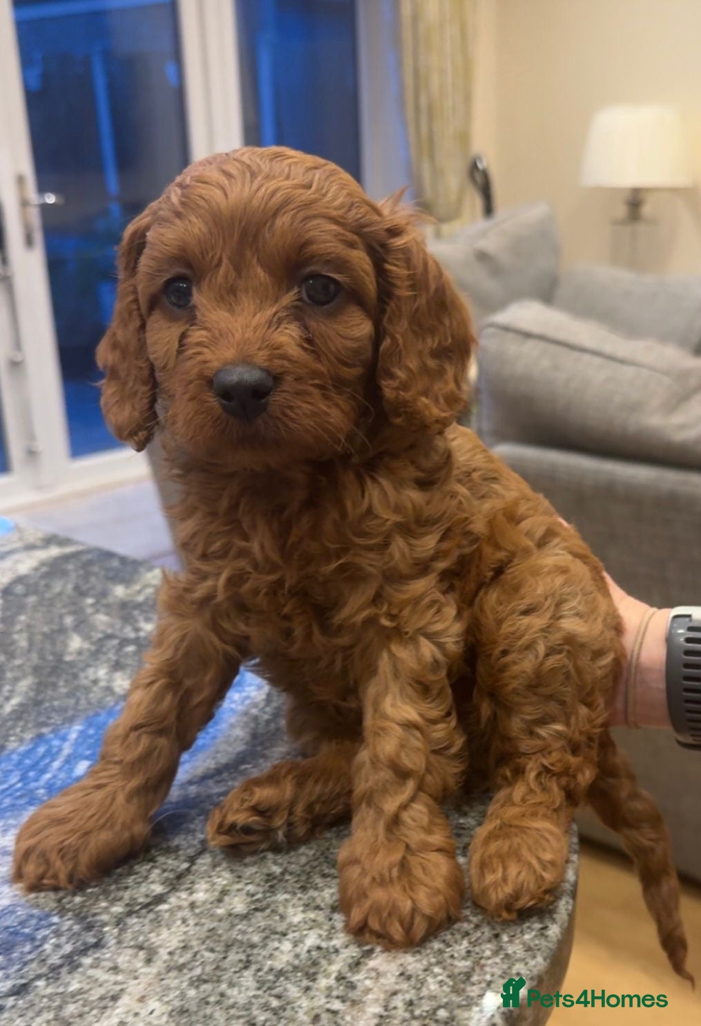 Cavapoo dogs Health clear F1 Cavapoo boys - Advert 1