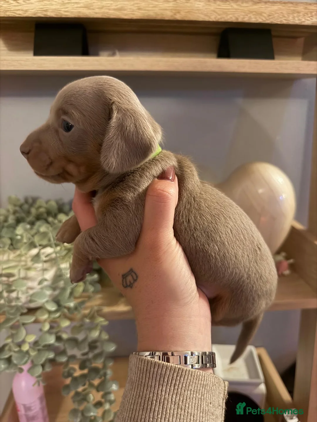 Miniature Dachshund dogs for sale: Beautiful miniature Dachshund puppies - Advert 1