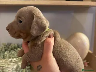 Miniature Dachshund dogs Beautiful miniature Dachshund puppies - Advert 2