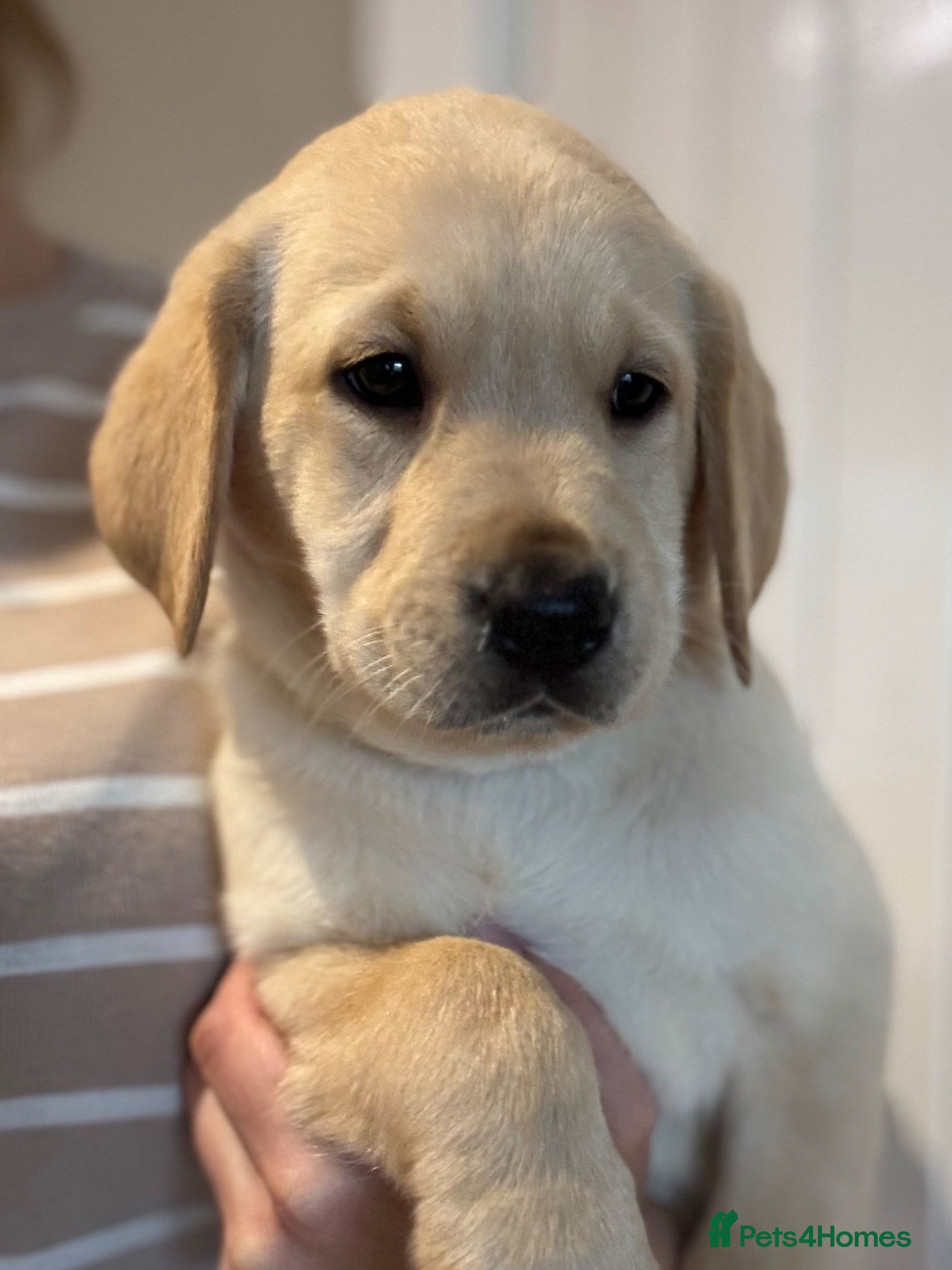 Labrador Retriever dogs UTTERLY GORGEOUS CHUNKY YELLOW KC REG LAB PUPPY - Advert 15