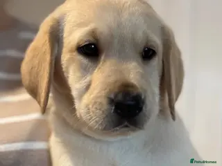 Labrador Retriever dogs UTTERLY GORGEOUS CHUNKY YELLOW KC REG LAB PUPPY - Advert 15