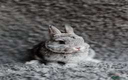 Netherland Dwarf rabbits for sale: Netherland Dwarf REW WHITE & Chinchilla GREY - Image 10