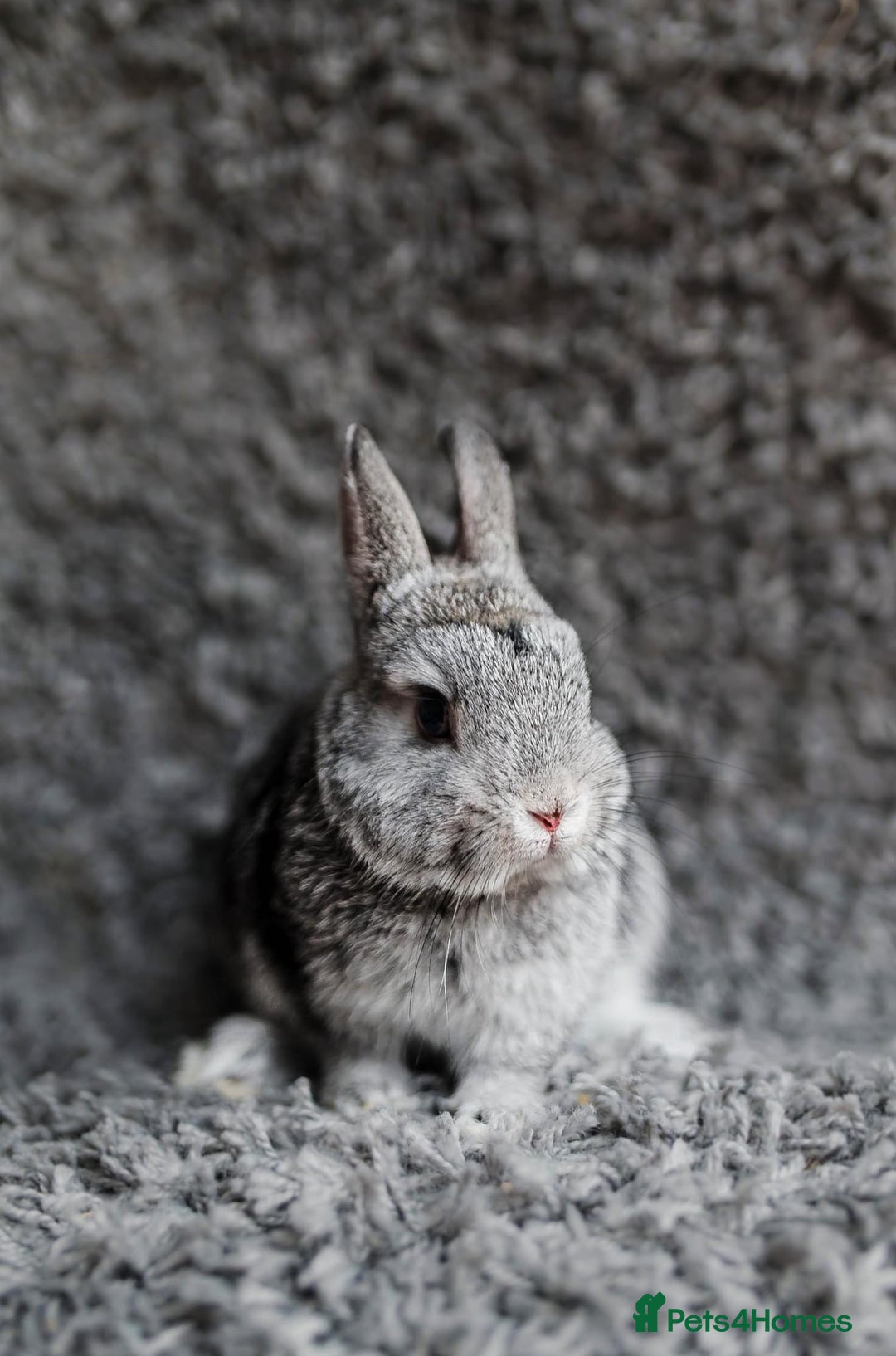 Netherland Dwarf rabbits for sale: Netherland Dwarf REW WHITE & Chinchilla GREY - Image 10