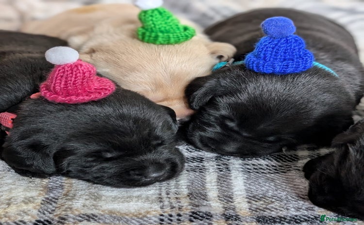 Labrador Retriever dogs - Advert 9