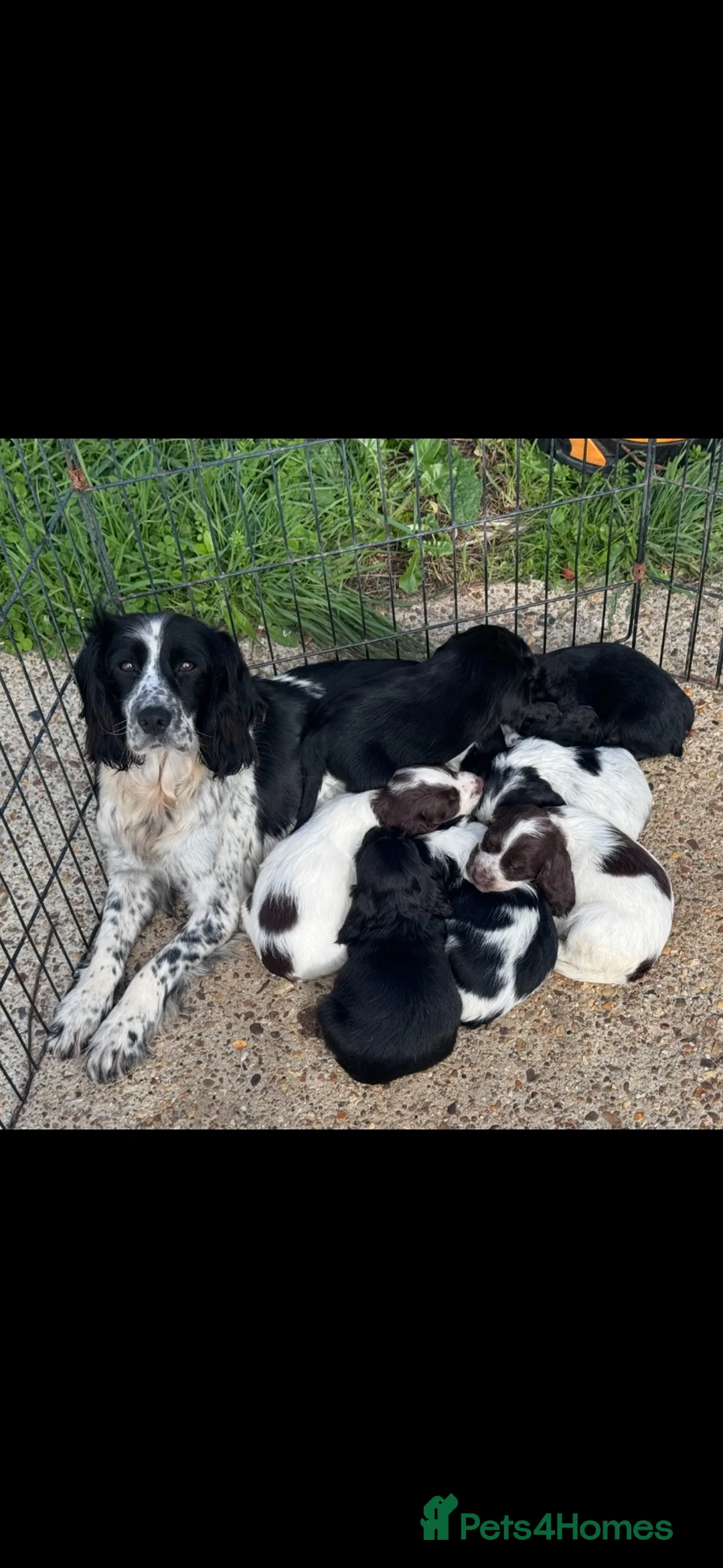 Cocker Spaniel dogs for sale: Cocker spaniel puppies #Blue/lemon roan carriers - Advert 8