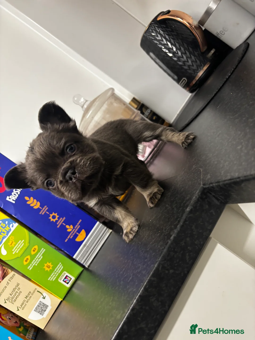 French Bulldog dogs for sale:  2 left 🇫🇷Fluffy french bulldog  - Advert 30