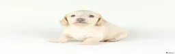 Miniature Dachshund dogs for sale: 🤍KC Reg Longhair miniature cream daschunds🤍 - Advert 5