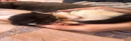 Mixed Breed cats for sale: 2 beautiful tuxedo/black and white kittens - Advert 7