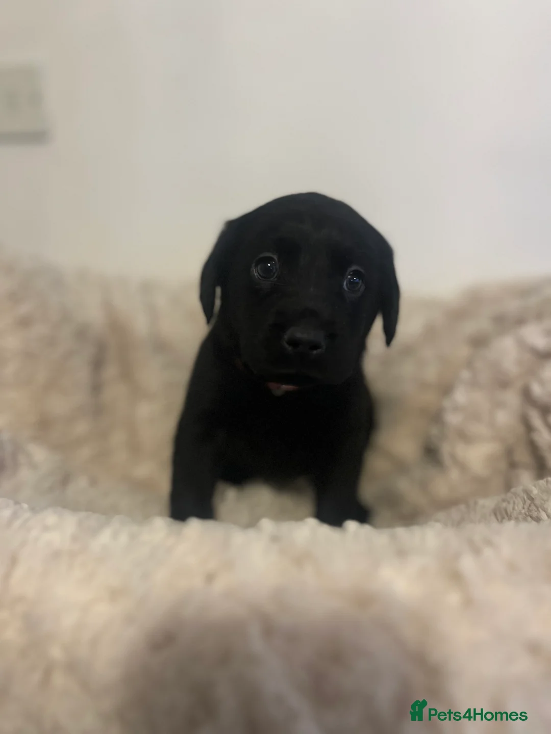 Labrador Retriever dogs for sale: Stunning Chunky KC Registered Labrador Puppies  - Advert 3