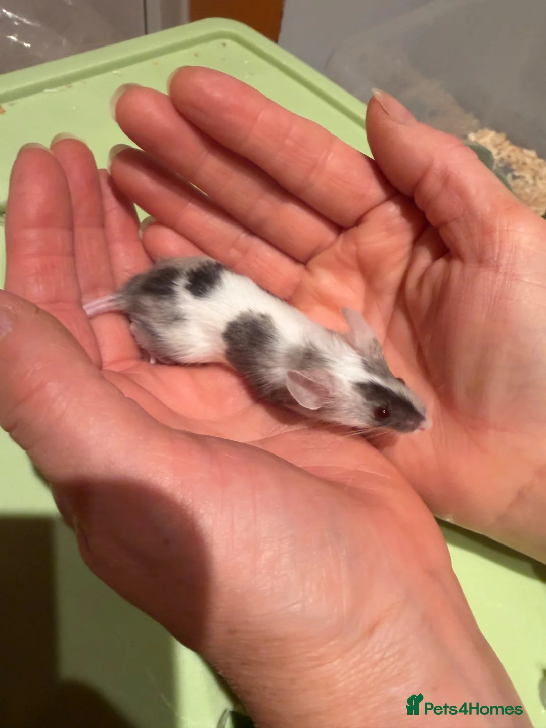 Mouse rodents for sale: Fancy mice in Weston-super-Mare - Advert 2