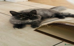 Scottish Fold cats for sale: Beautiful boy and girl looking for forever home ❤️ in Derby - Image 11