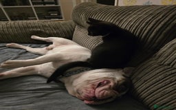 French Bulldog dogs for sale: Sad sale - Advert 9