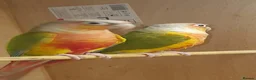 Conures birds for sale: 2 pineapple conures  in Belfast - Advert 1