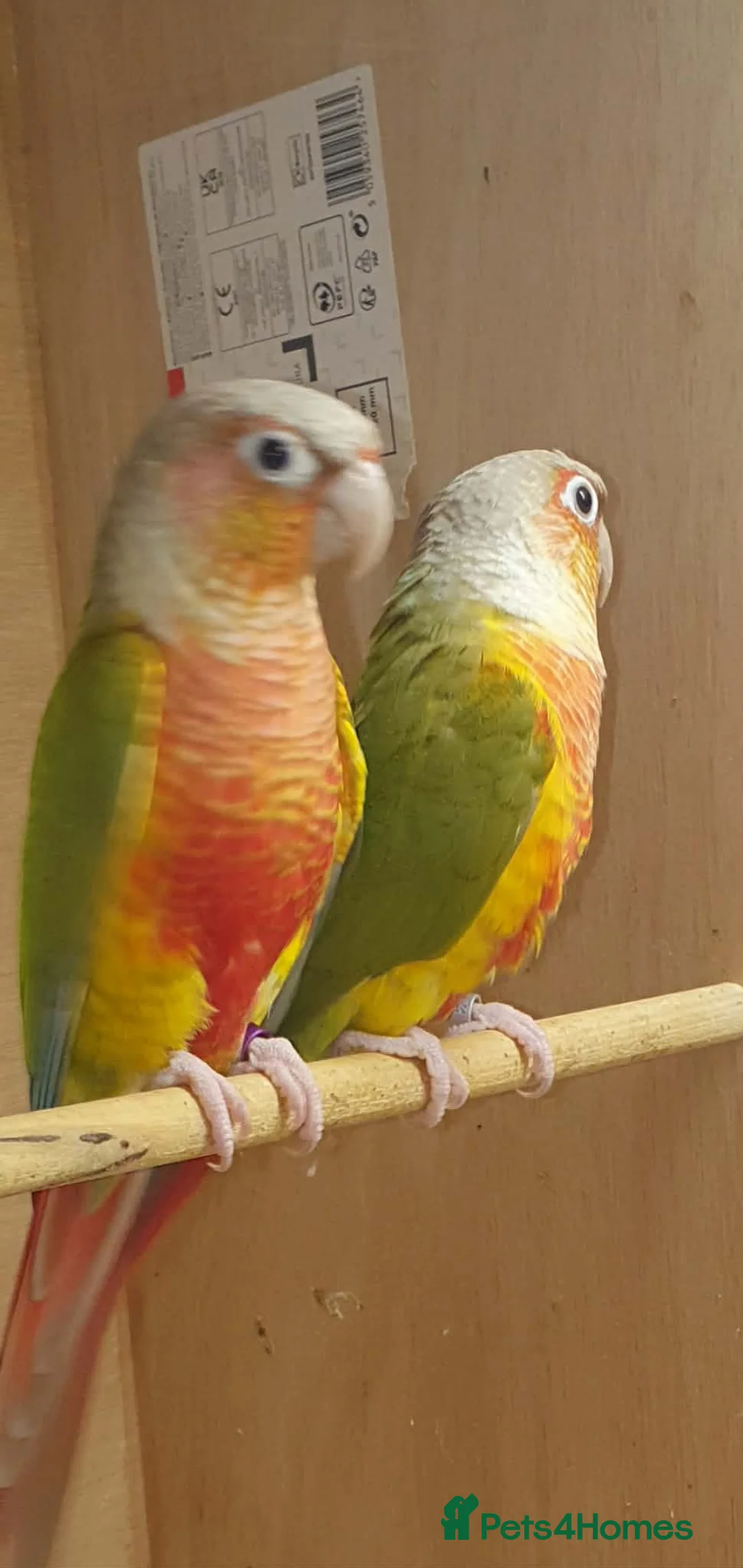 Conures birds for sale: 2 pineapple conures  in Belfast - Advert 1