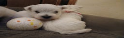 West Highland Terrier dogs for sale: 3 beautiful Westie pups - Advert 14