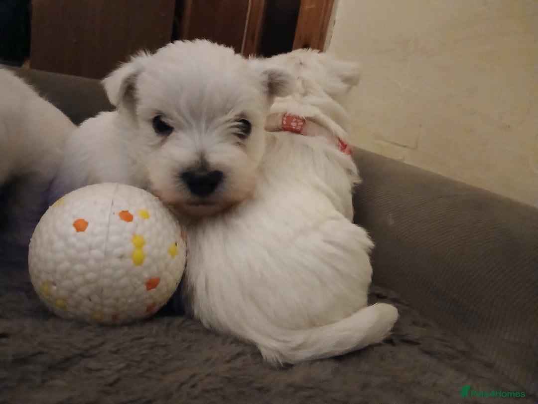 West Highland Terrier dogs for sale: 3 beautiful Westie pups - Advert 14