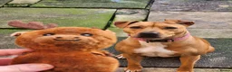 Mixed Breed dogs for sale: ***MISS LULA LEMON*** - Advert 17