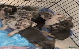 French Bulldog dogs for sale: READY NOW French bulldog puppies  - Advert 24