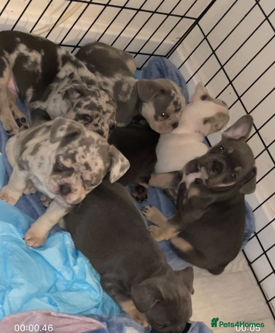 French Bulldog dogs for sale: READY NOW French bulldog puppies  - Advert 24