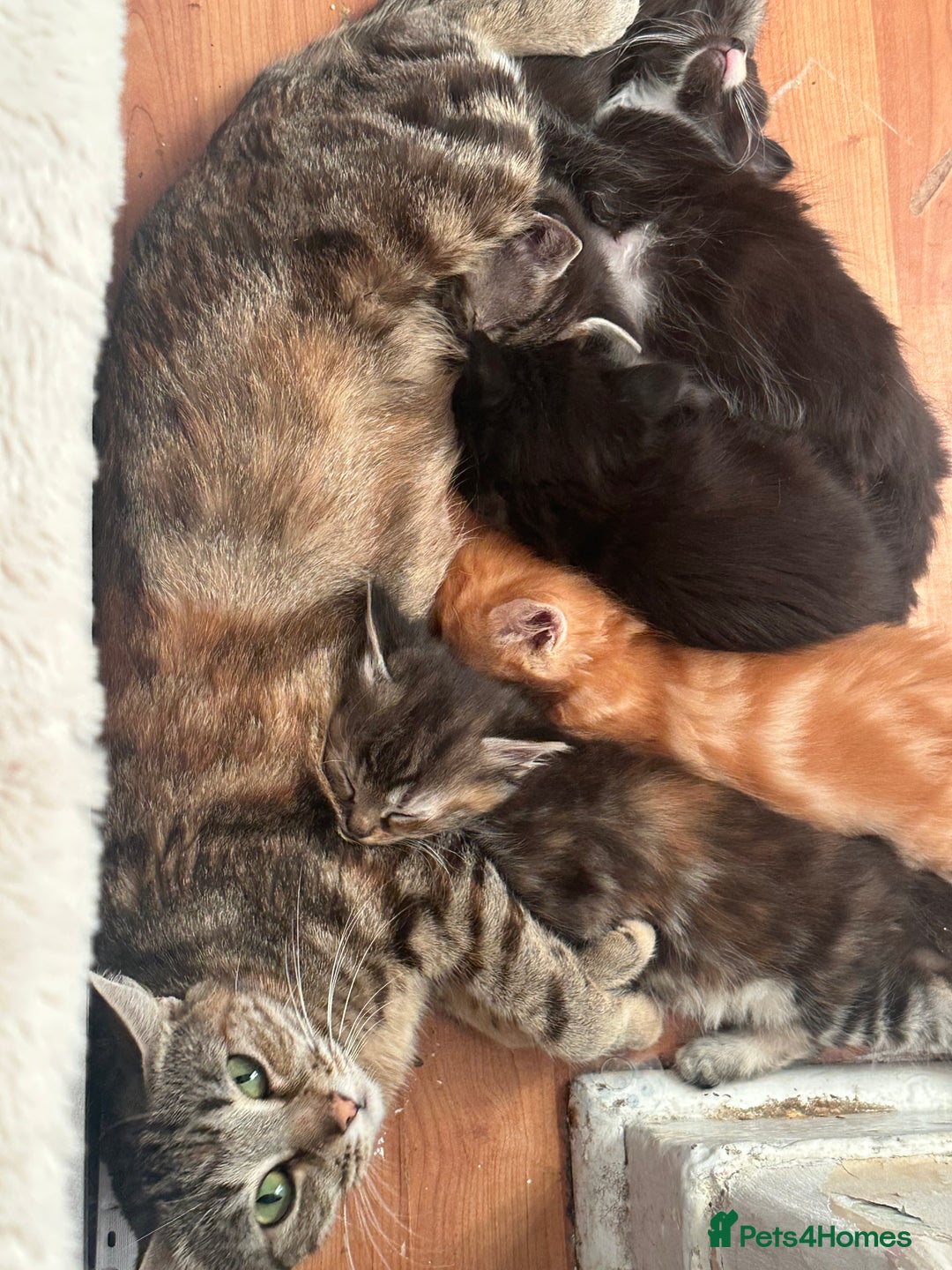 Ragcoon cats for sale: Ragdoll cross - Advert 14