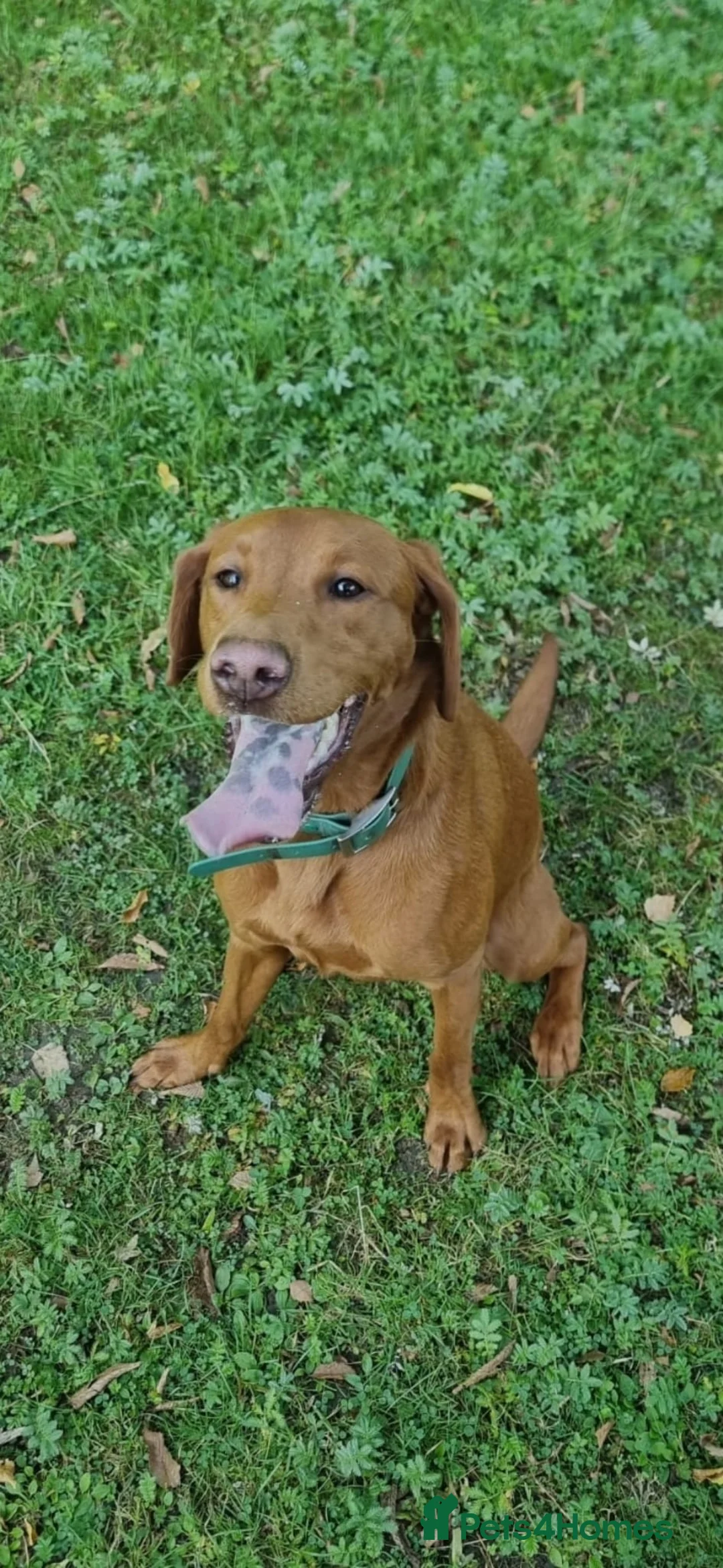 Labradoodle dogs for sale: Upcoming arrival of our wonderful labradoodle pups - Advert 1