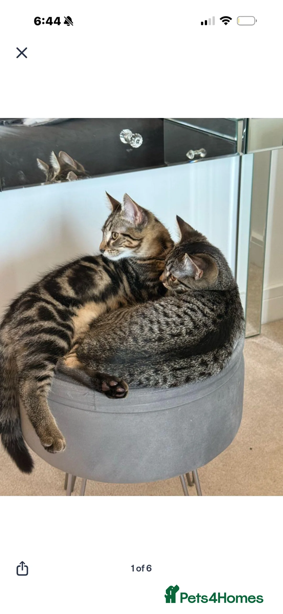 Mixed Breed cats for sale: Male and Female kitten for sale  in Slough - Advert 8