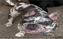 French Bulldog dogs for sale: 2 years old girl french bulldog  - Image 2