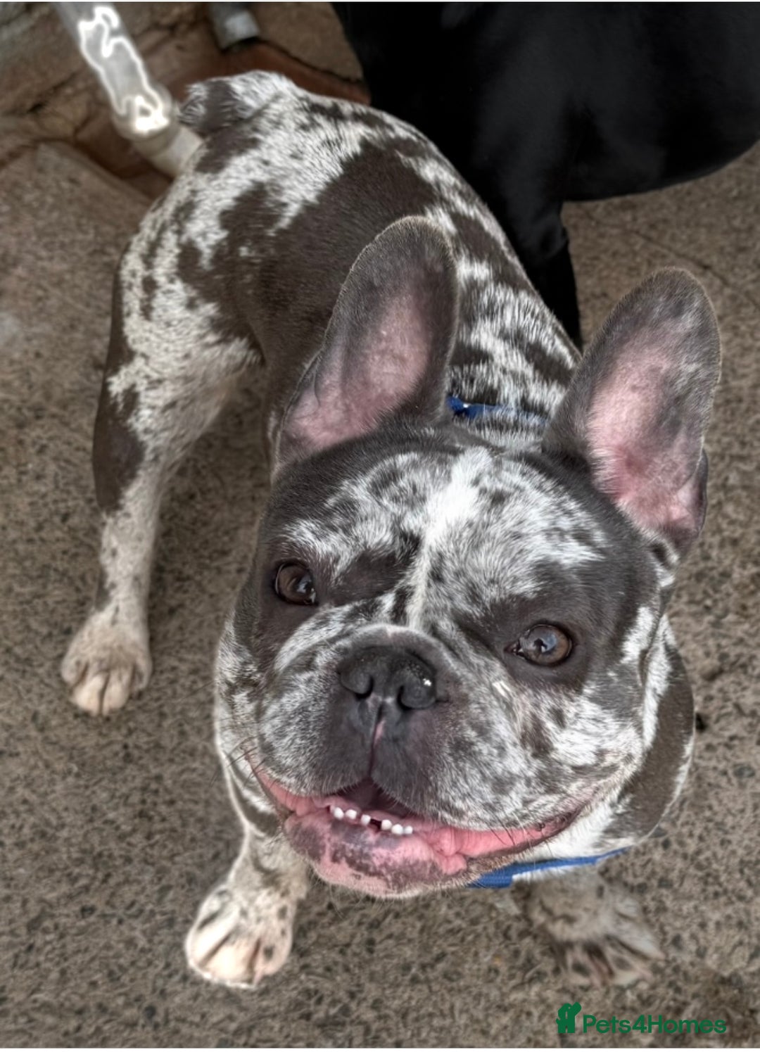 French Bulldog dogs for sale: 2 years old girl french bulldog  - Image 2