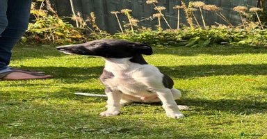 Whippet dogs - Advert 1