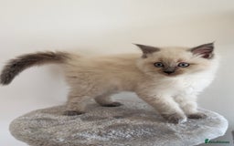 Ragdoll cats for sale: Ragdoll x maine coon kittens for sale  - Image 6
