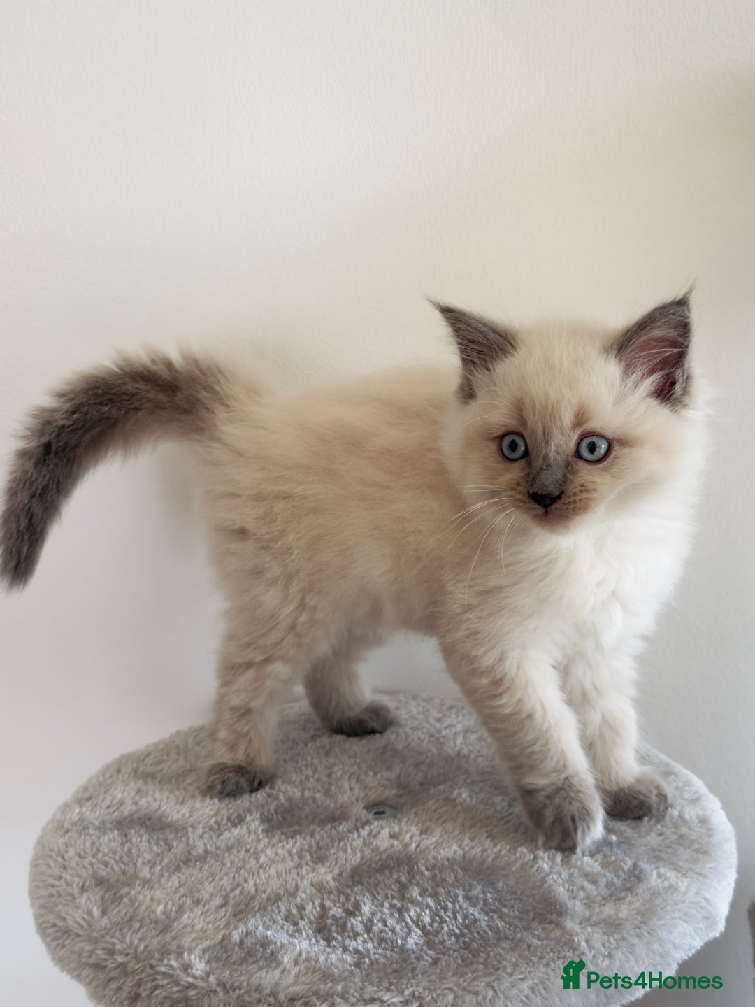 Ragdoll cats for sale: Ragdoll x maine coon kittens for sale  - Image 6