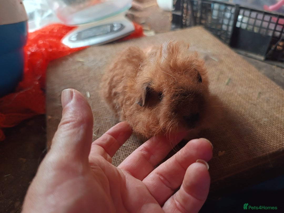 Guinea Pig rodents for sale: Purebred guineapigs - Image 2