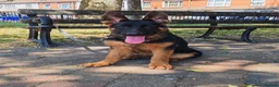 German Shepherd dogs for sale: German Shepherd Puppies (champions parents)  - Advert 9