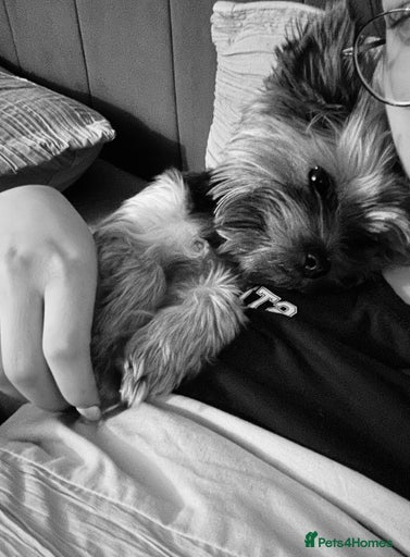 Gallery Image {{count}}