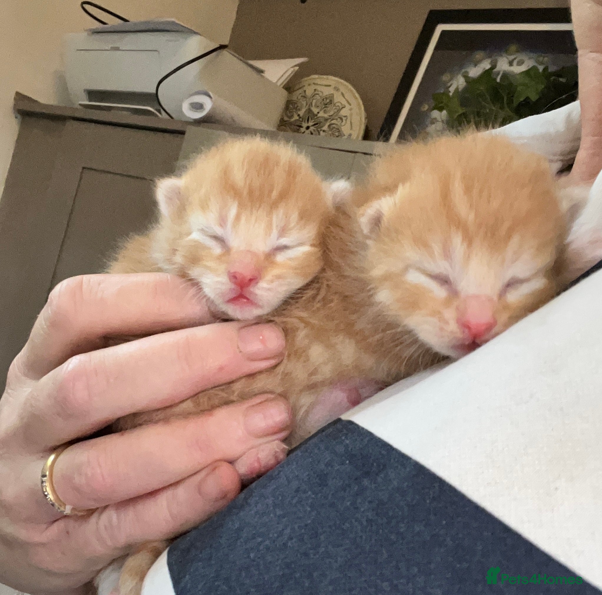 Mixed Breed cats 6 beautiful kittens for sale (one left)  - Advert 9