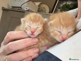 Mixed Breed cats - Advert 8