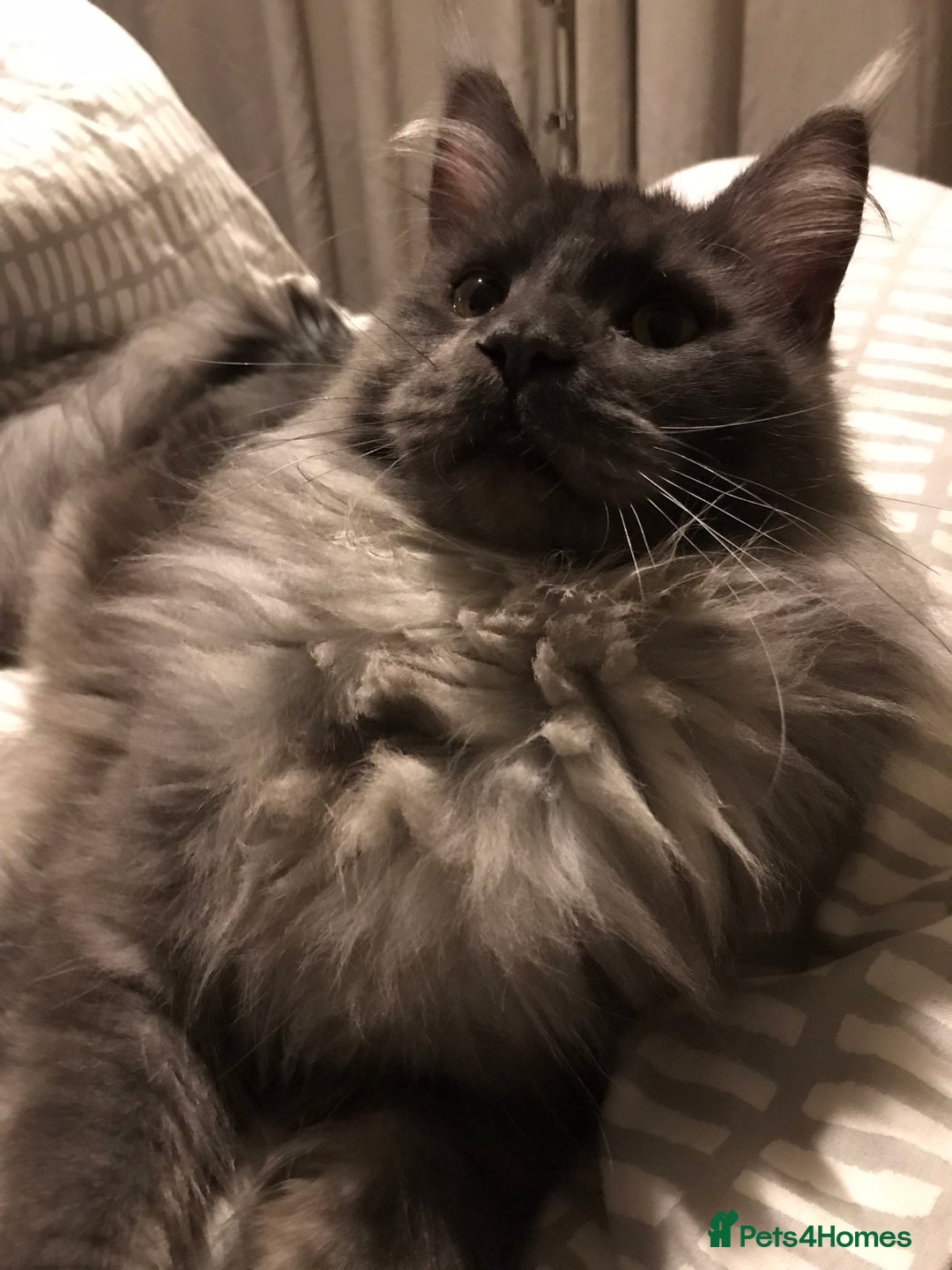 Maine Coon cats for stud: Stud Gccf duel Tica active blue smoke  in Grantham - Image 7