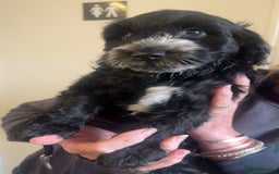 Cockapoo dogs for sale: Cockerpoo pups looking for forever homes - Image 6
