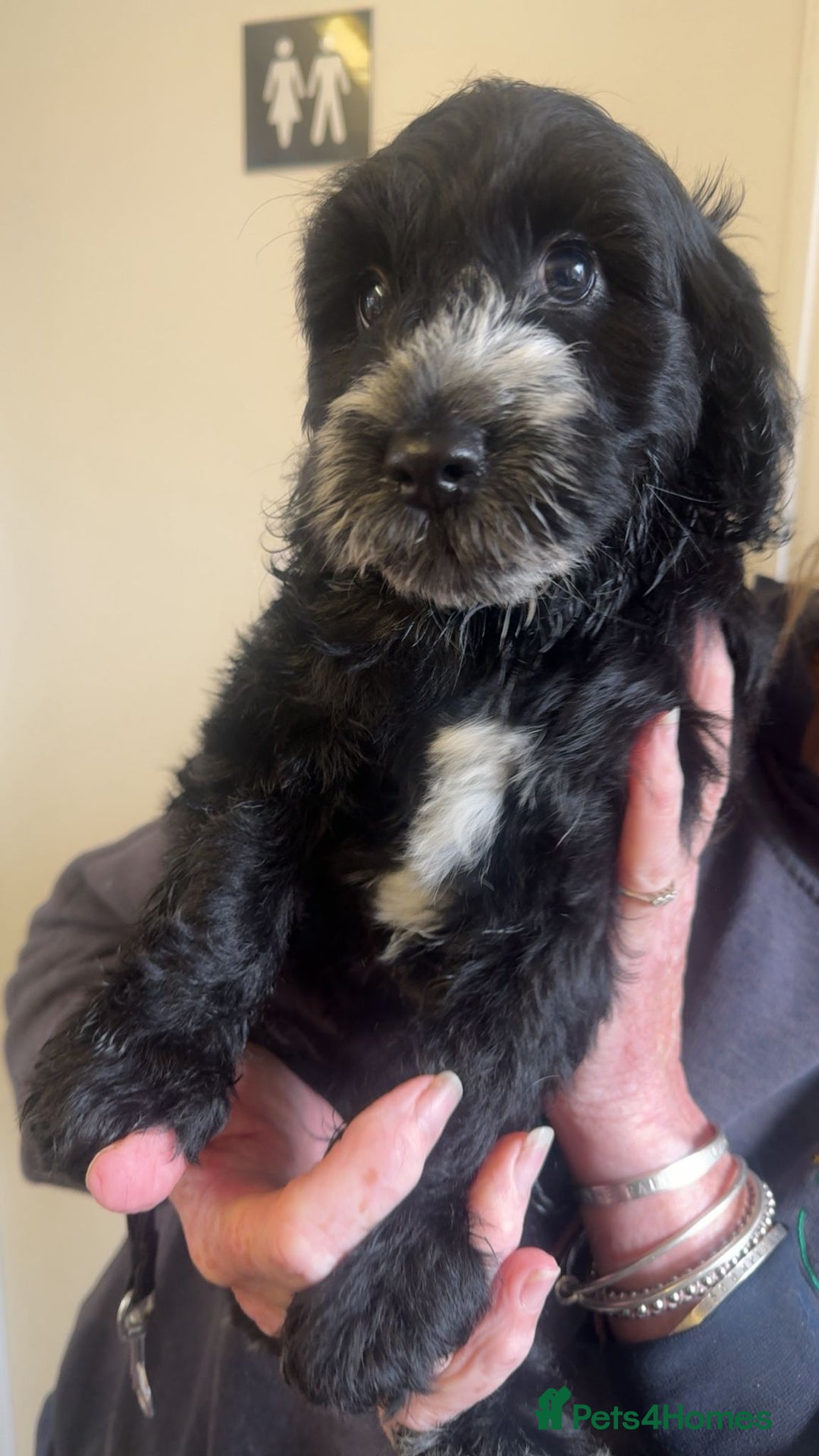 Cockapoo dogs for sale: Cockerpoo pups looking for forever homes - Image 6