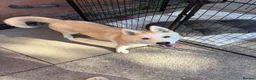 Siberian Husky dogs for sale: Siberian Husky   - Advert 3