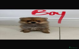 Pomeranian dogs for sale: Miniature Pomeranian  - Image 4