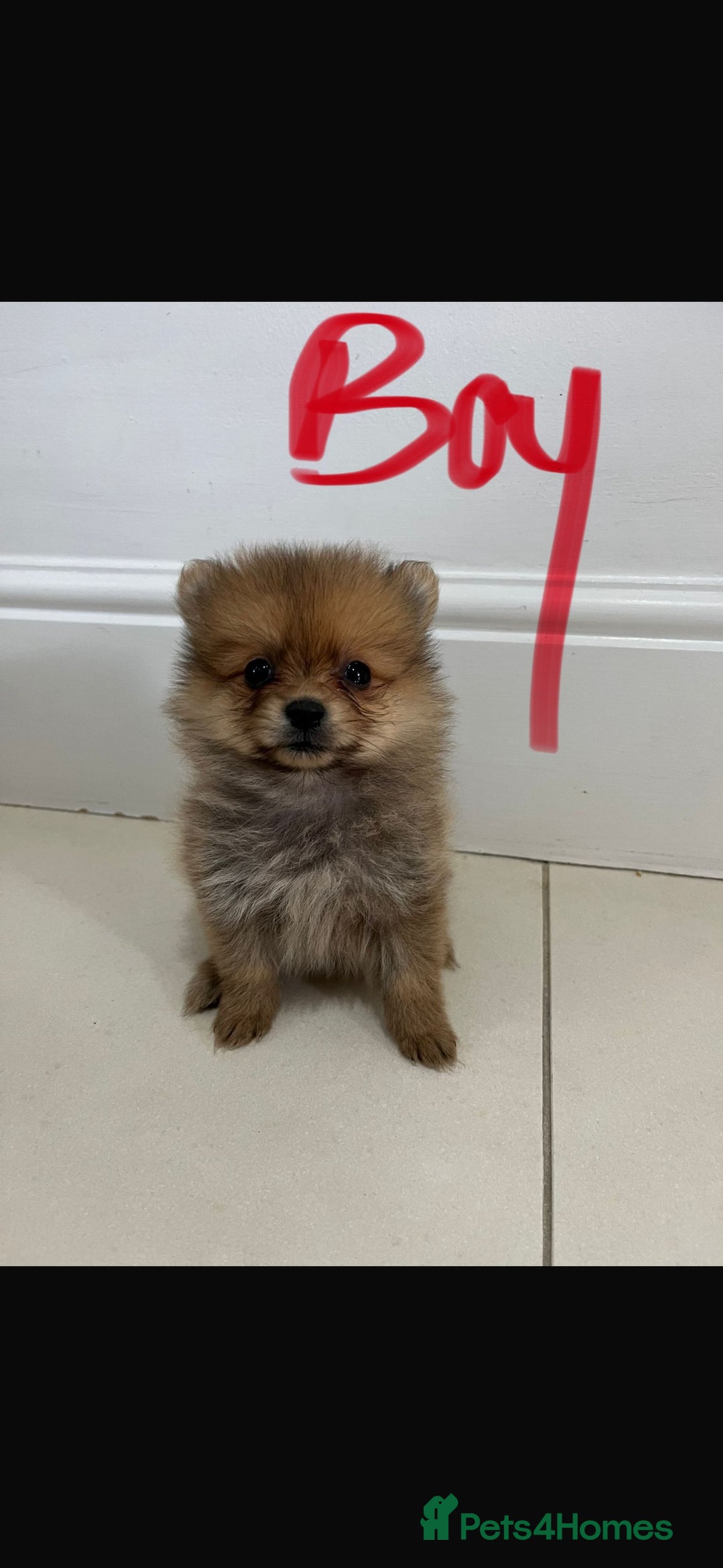 Pomeranian dogs for sale: Miniature Pomeranian  - Image 4