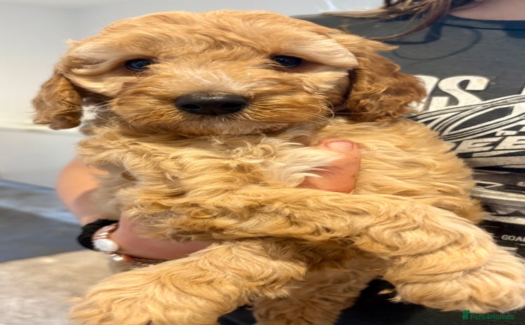 Cockapoo dogs - Advert 30