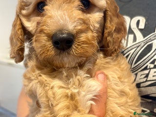 Cockapoo dogs - Advert 24