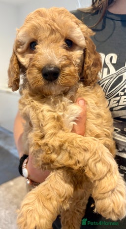 Cockapoo dogs - Advert 30