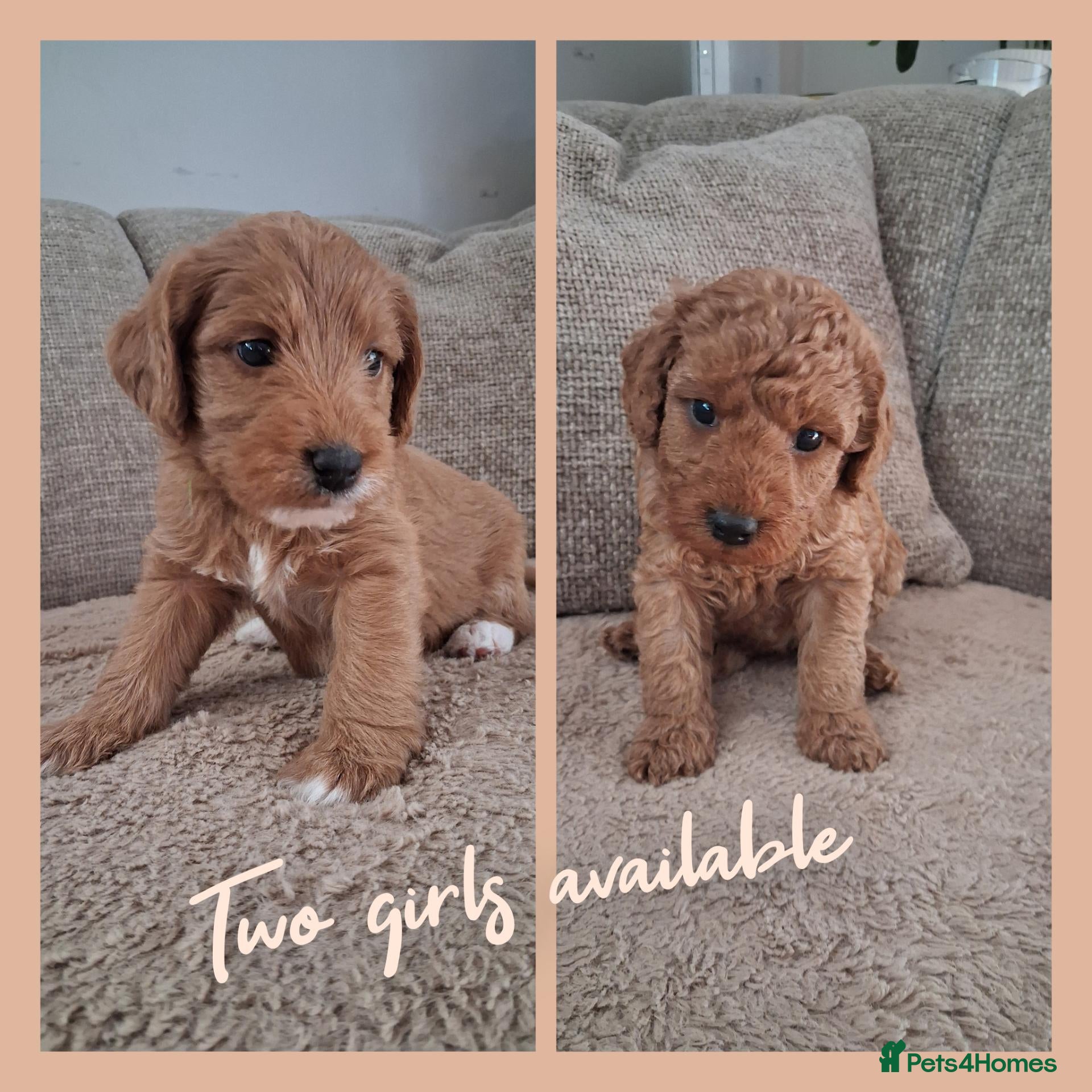 Australian Labradoodle dogs Miniature Australian labradoodles - Advert 1