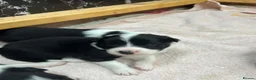 Border Collie dogs for sale: KC reg. Border Collie puppies!!! - Advert 4