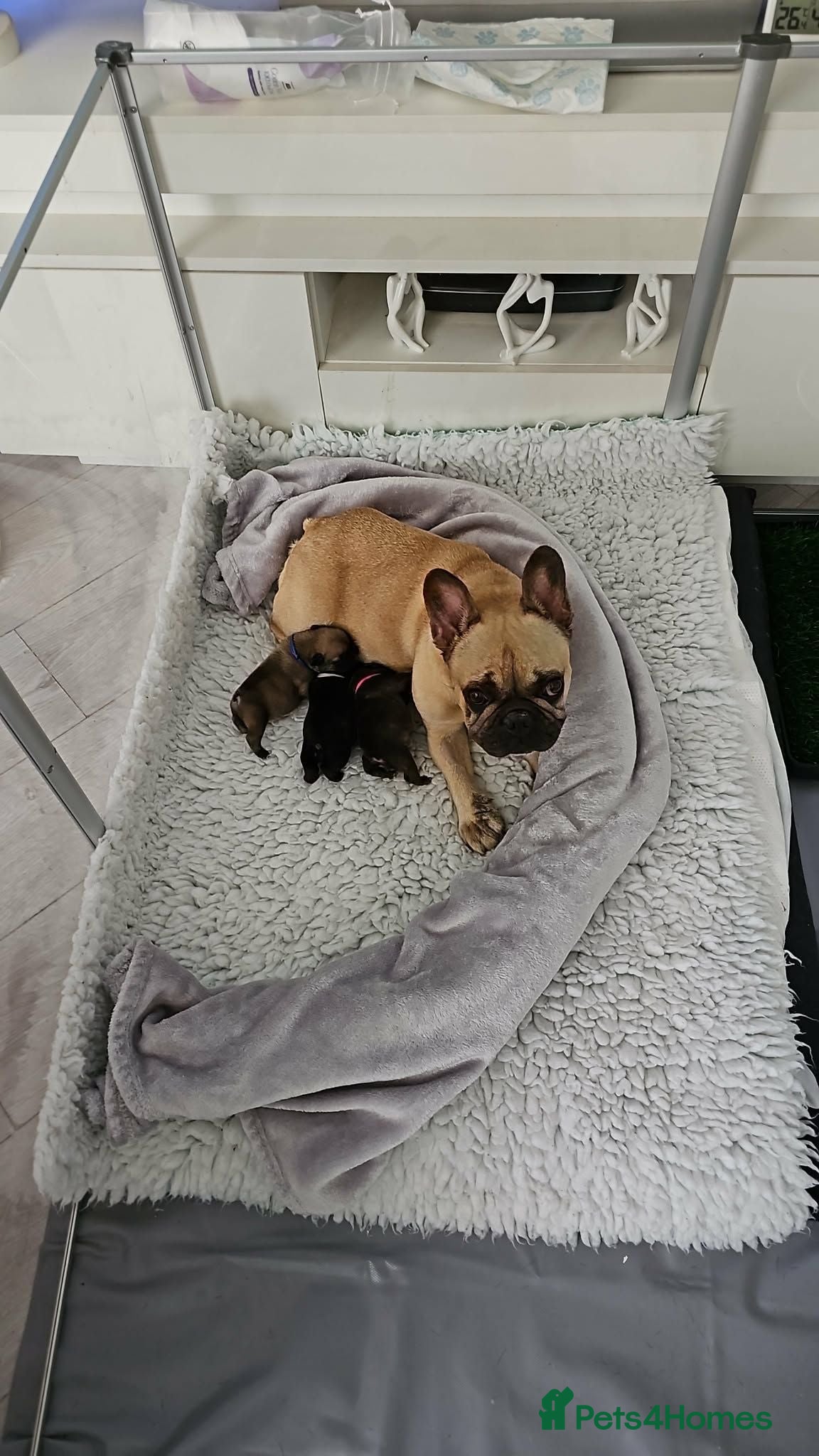 French Bulldog dogs KC QUALITY PUPPIES - Advert 1